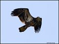 _0SB9095 immature american bald eagle
